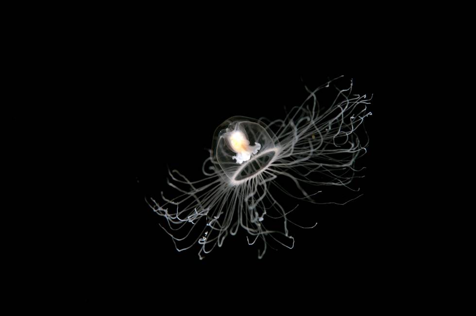 'Turritopsis nutricula', la medusa inmortal.