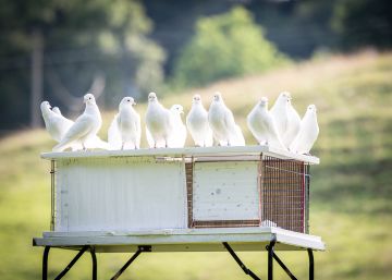 Pelos, saludos y palomas