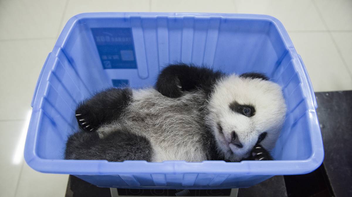 Así ha evitado China la extinción del oso panda