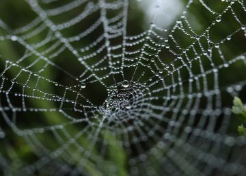 Los filamentos de una tela de araña tienen un grosor treinta veces menor que un cabello