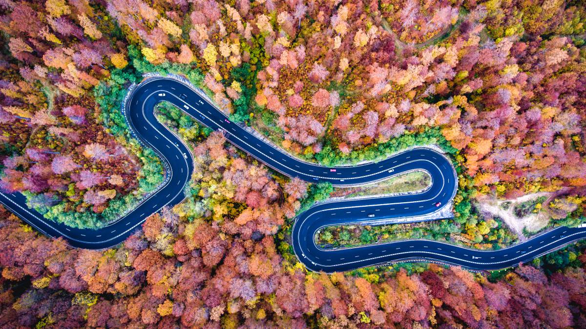 El bosque Bogata en Rumanía.