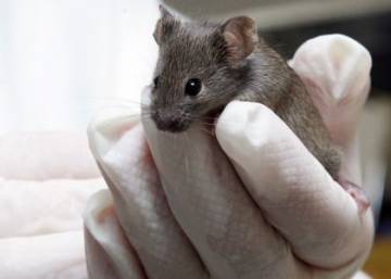 Los ratones volverán a volar | Ciencia | EL PAÍS Los ratones volverán a volar | Ciencia | EL PAÍS