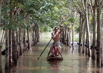 Dos granjeros navegan en una barca por su plantaci&oacute;n de caucho inundada, en la provincia de Nakhon Si Thammarat (Tailandia).
