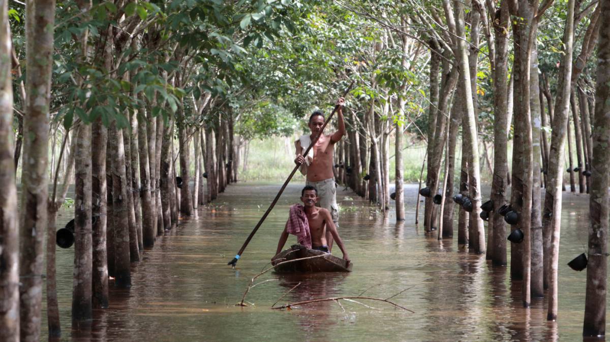 Dos granjeros navegan en una barca por su plantación de caucho inundada, en la provincia de Nakhon Si Thammarat (Tailandia).