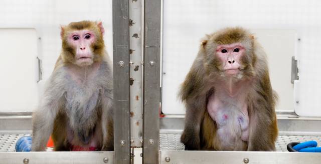 Macacos del estudio.