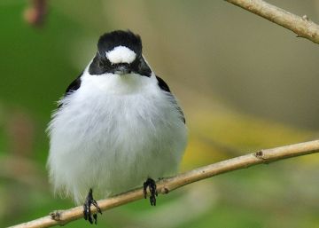 Macho de papamoscas acollarado con su mancha blanca en la cabeza.