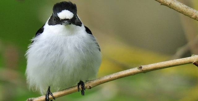 papamoscas acollarado con su mancha blanca en la cabeza.