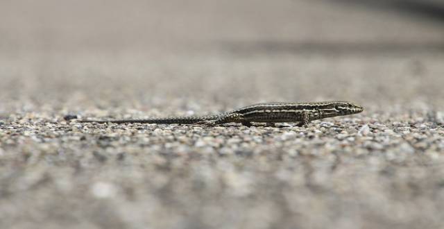 Una lagartija cola de l&aacute;tigo. 
