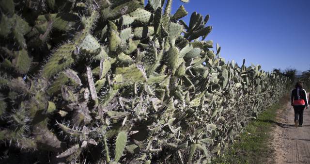 Un muro formado por chumberas en una finca de la localidad sevillana de Bollullos de la Mitaci&oacute;n.