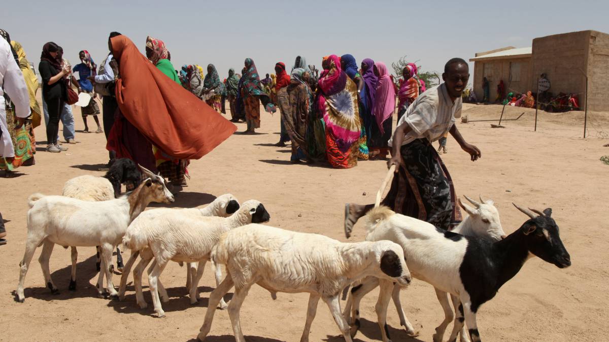 Piensos y vacunas para evitar el hambre