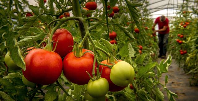 Cultivo de tomates en la localidad francesa de P&eacute;renchies.