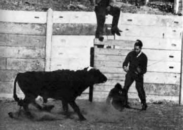 El científico que cortó las dos orejas y el rabo