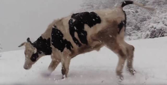 Así reaccionan los toros y vacas de un refugio animal de Girona a la primera nevada del año
