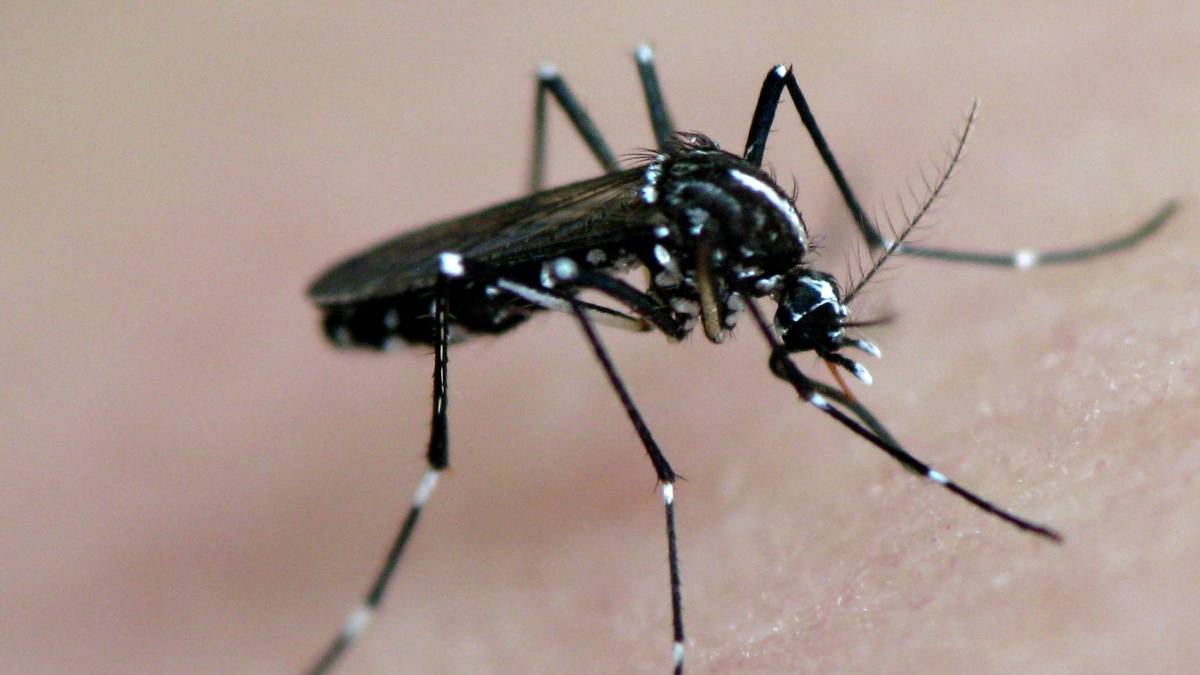 El zika, un año después