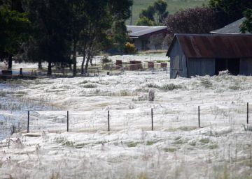 Arañas que surcan mares y cielos