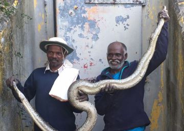 Dos cazadores de una tribu de India combaten la plaga de pitones birmanas en Florida