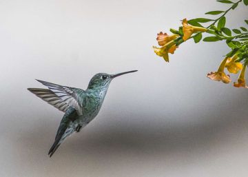 El pájaro que ayuda a las plantas a tener sexo