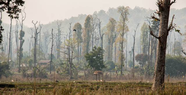 Parque nacional Chitwan, Nepal.