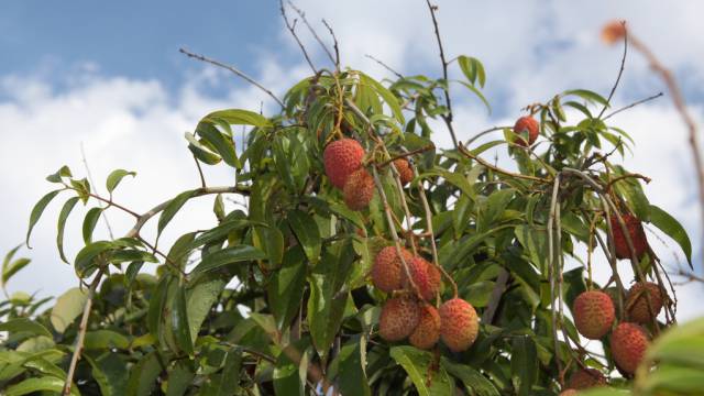 El lichi, culpable de la muerte de cientos de niños en India