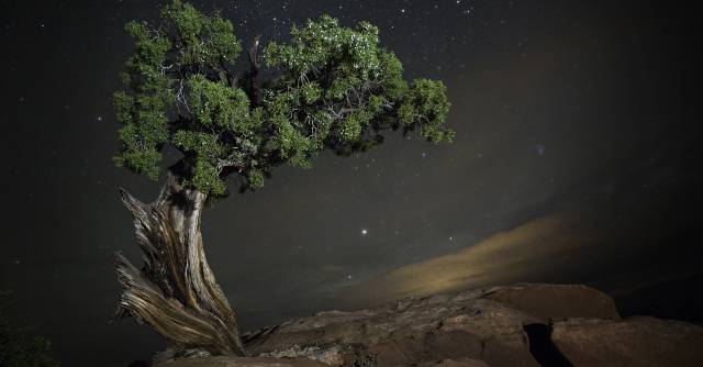 Árboles bajo cielos oscuros