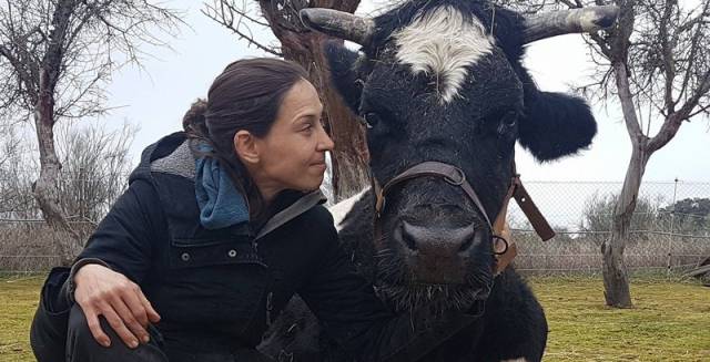 Carmen will live to moo another day.