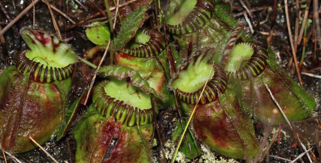 La 'Cephalotus follicularis' solo se da en el sur de Australia.