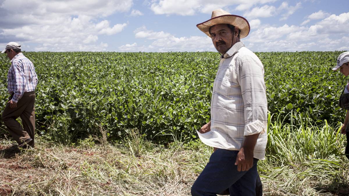 Campesinos recorren las plantaciones de soja de los brasileños.