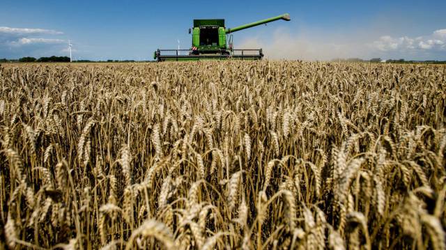 Cosechadora en un campo de trigo en Holanda.