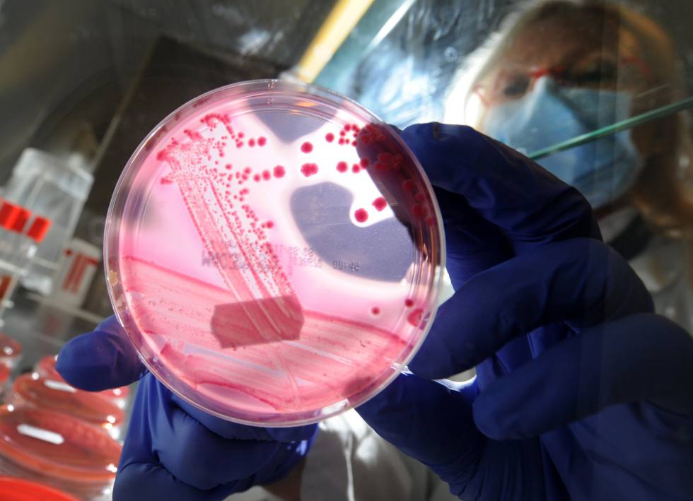 Los secretos del microbioma humano | Ciencia | EL PAÍS