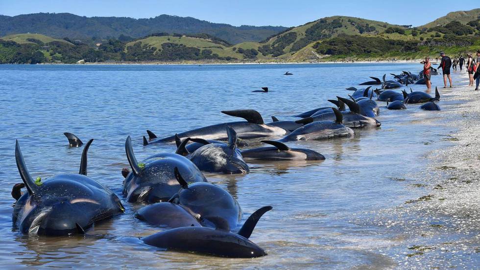 Por Qué Varan Las Ballenas Ciencia El País