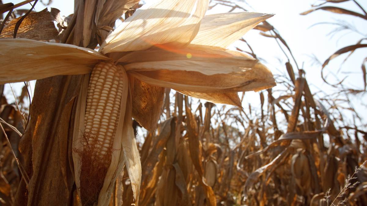 La pregunta ahora es: ¿podremos comer todos mañana?