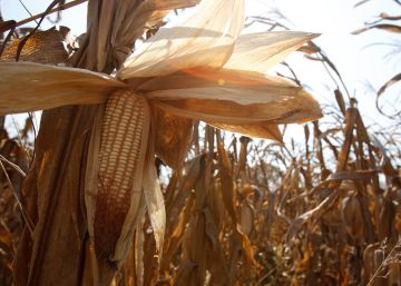 La pregunta ahora es: ¿podremos comer todos mañana?