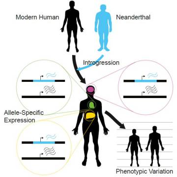 Os neandertais continuam vivos no nosso genoma