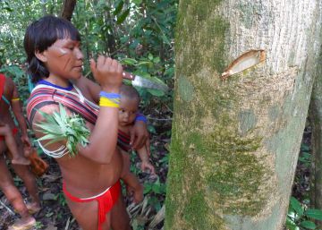 Indígenas foram os primeiros a alterar o ecossistema da Amazônia