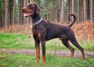 ¿Por qué no se había prohibido hasta ahora el "sinsentido" de cortarle el rabo a los perros?