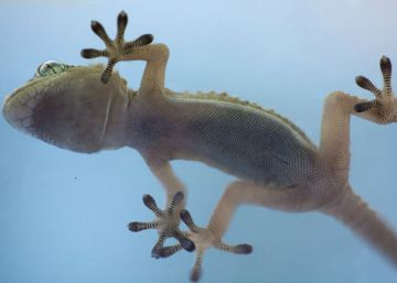 Emulando el poder adhesivo de las salamanquesas