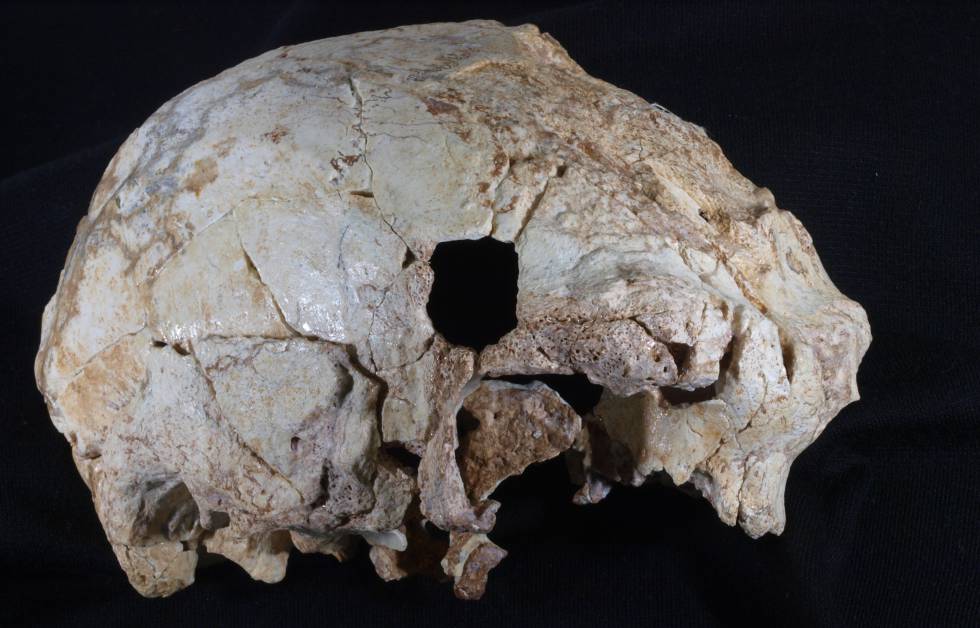 Fragmento de cráneo hallado en la cueva de Aroeria  (Portugal)