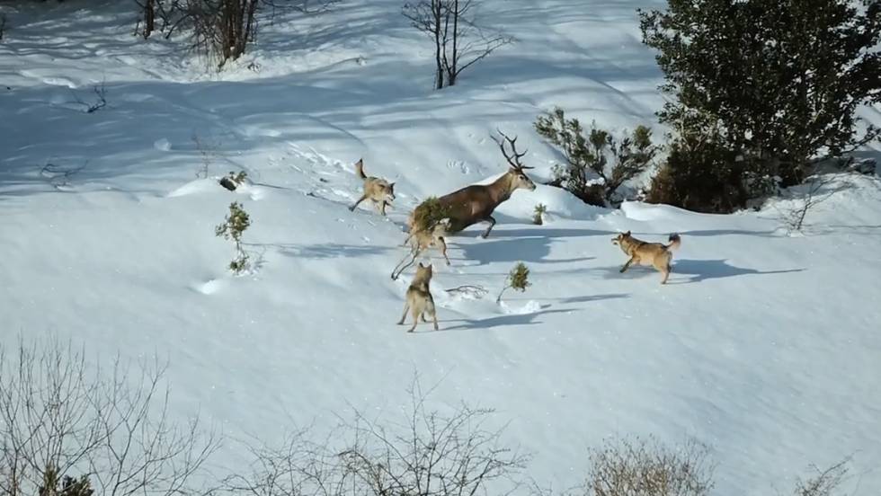 Wolves Hunting / Wolf pack hunts buffalo herd | bbc earth.