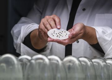 Semillas de cebolla. 