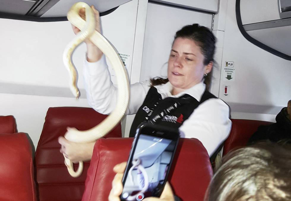 Una Serpiente Transportada Como Mascota Escapa En Un Avión - 