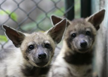 La complicada vida sexual de las hienas