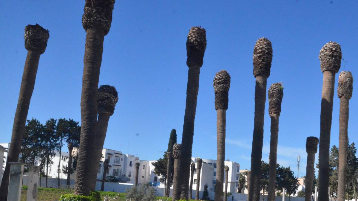 El cáncer de las palmeras amenaza los oasis