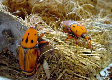Dos ejemplares adultos de picudo rojo.