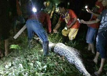 La pitón y Mr. Akbar