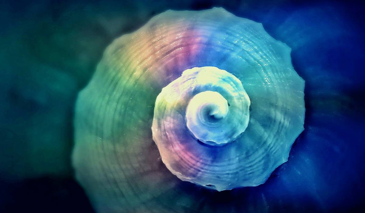 21 fotos que demuestran que la naturaleza lo inventó primero