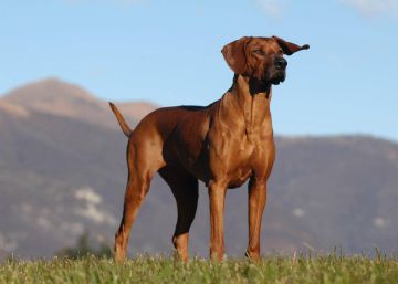 El perro ‘punk’ que no tiene miedo a los leones
