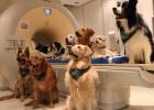 El perro ‘punk’ que no tiene miedo a los leones