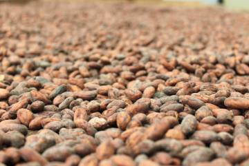 Después de la fermentación del cacao, inicia su proceso de secado en planchas grandes de madera que se exponen al sol.