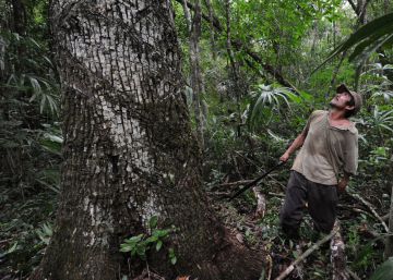 Chicle maya para apuntalar la selva