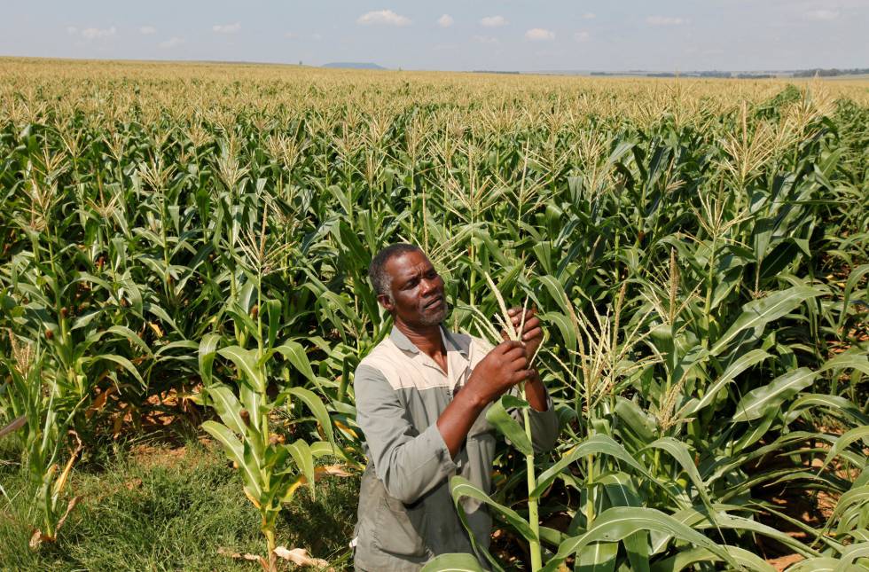 El granjero Koos Mthimkhulu inspecciona el maiz en los campos de Senekal, Sudáfrica.